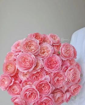 多头玫瑰 | 胭脂公主