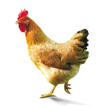 温氏供港清麻鸡2.4斤  冷冻 莫氏鸡煲同款鸡种 走地鸡 125天生态放养 商品图0