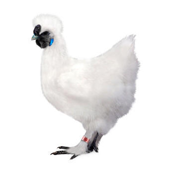 温氏供港原切乌鸡块1斤 冷冻散养乌鸡块半只原切 110天方便食品 商品图2