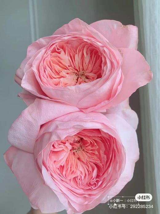 丽江基地单头玫瑰 | 艾琳娜 商品图0