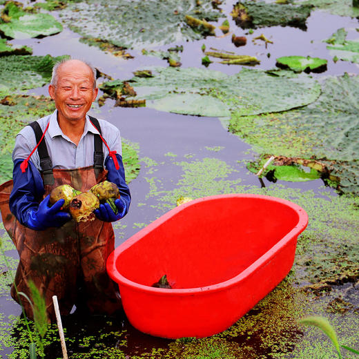 武城 鸡头米 1袋半斤 礼盒装2斤 商品图3