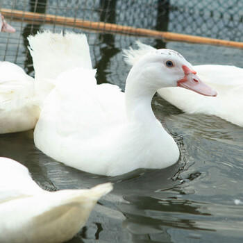 温氏土鸭鸭胸肉2斤冷冻去皮鸭胸 鸭脯肉 生鲜烧烤健身轻食西餐食材 商品图2