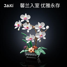JAKI佳奇植物日志蝴蝶兰 室内装饰新宠 提升空间格调 营造高雅氛围感 桌面家用摆件