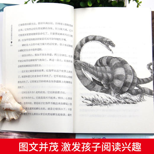 沈石溪动物小说系列8册 商品图3