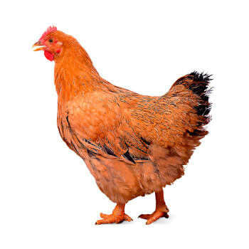 温氏供港黄油鸡净重2斤 110天 冷冻黄油母鸡农家土鸡整鸡 炸鸡鸡肉 商品图1