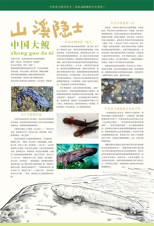 它世界自然科普书（秦岭动植物的生存智慧） 商品图3
