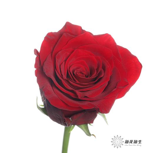 单头玫瑰 | 传奇 商品图3