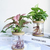 【合果芋】粉红佳人合果芋1盆+绿精灵合果芋1盆+2个浅咖啡色水培花瓶/份（上海仓发货） 商品缩略图1
