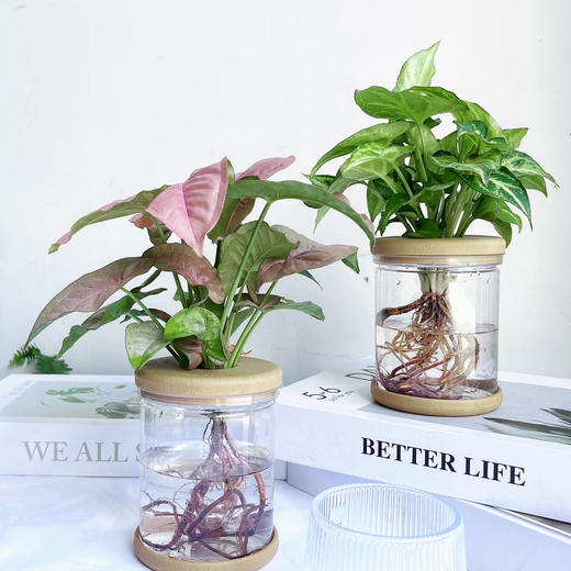 【合果芋】粉红佳人合果芋1盆+绿精灵合果芋1盆+2个浅咖啡色水培花瓶/份（上海仓发货） 商品图1