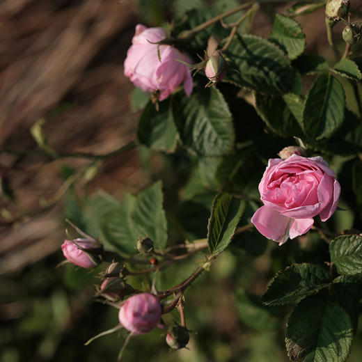 大马士革玫瑰面膜 植物纤维膜布可降解 5片/盒 商品图5