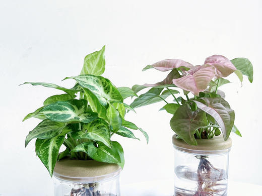 【合果芋】粉红佳人合果芋1盆+绿精灵合果芋1盆+2个浅咖啡色水培花瓶/份（上海仓发货） 商品图9