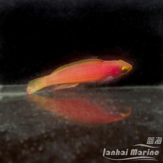 加藤雀 母 商品图2