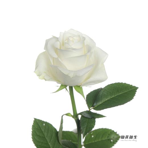 单头玫瑰 | 骄傲【轻微折痕不售后，介意慎拍】 商品图3