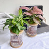【合果芋】粉红佳人合果芋1盆+绿精灵合果芋1盆+2个浅咖啡色水培花瓶/份（上海仓发货） 商品缩略图0