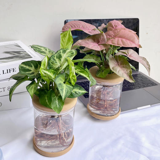 【合果芋】粉红佳人合果芋1盆+绿精灵合果芋1盆+2个浅咖啡色水培花瓶/份（上海仓发货） 商品图0
