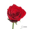 单头玫瑰 | 传奇 商品缩略图1