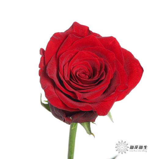 单头玫瑰 | 传奇 商品图1