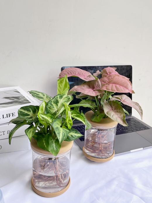 【合果芋】粉红佳人合果芋1盆+绿精灵合果芋1盆+2个浅咖啡色水培花瓶/份（上海仓发货） 商品图11