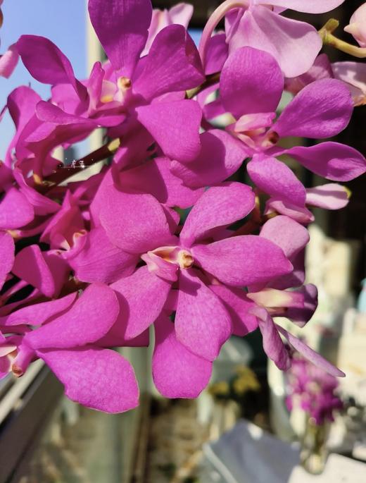 兰花 | 千代兰玫红 商品图5