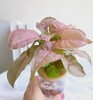 【合果芋】粉红佳人合果芋1盆+绿精灵合果芋1盆+2个浅咖啡色水培花瓶/份（上海仓发货） 商品缩略图7