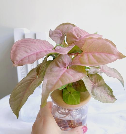 【合果芋】粉红佳人合果芋1盆+绿精灵合果芋1盆+2个浅咖啡色水培花瓶/份（上海仓发货） 商品图7