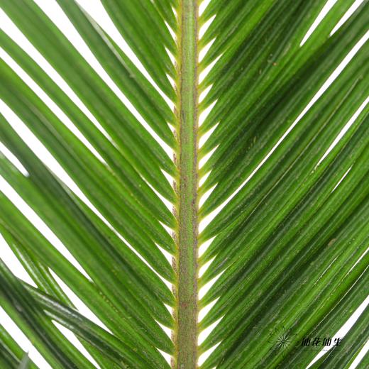 叶材 | 铁树叶 商品图3