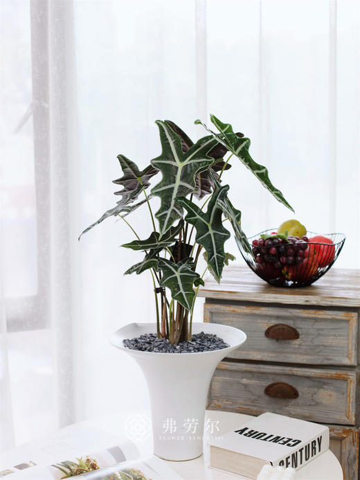 诺比鱼骨仙女 商品图0