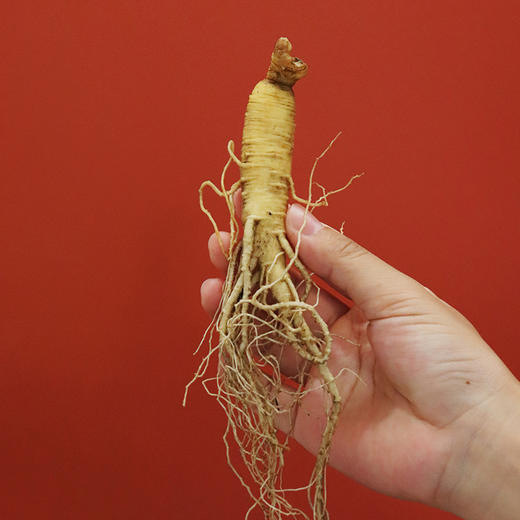 【进补好物】长白山鲜人参 15g/20g 商品图7