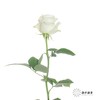 单头玫瑰 | 骄傲【轻微折痕不售后，介意慎拍】 商品缩略图2