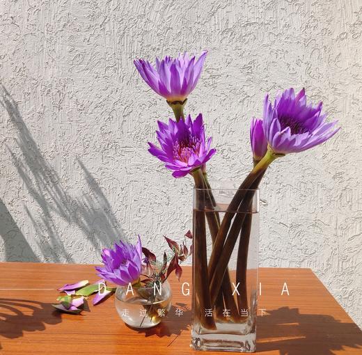 【AB级睡莲】10支/份 颜色自选 商品图0