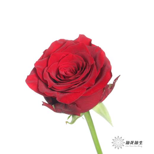 单头玫瑰 | 传奇 商品图2