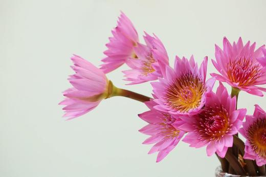 【AB级睡莲】10支/份 颜色自选 商品图4