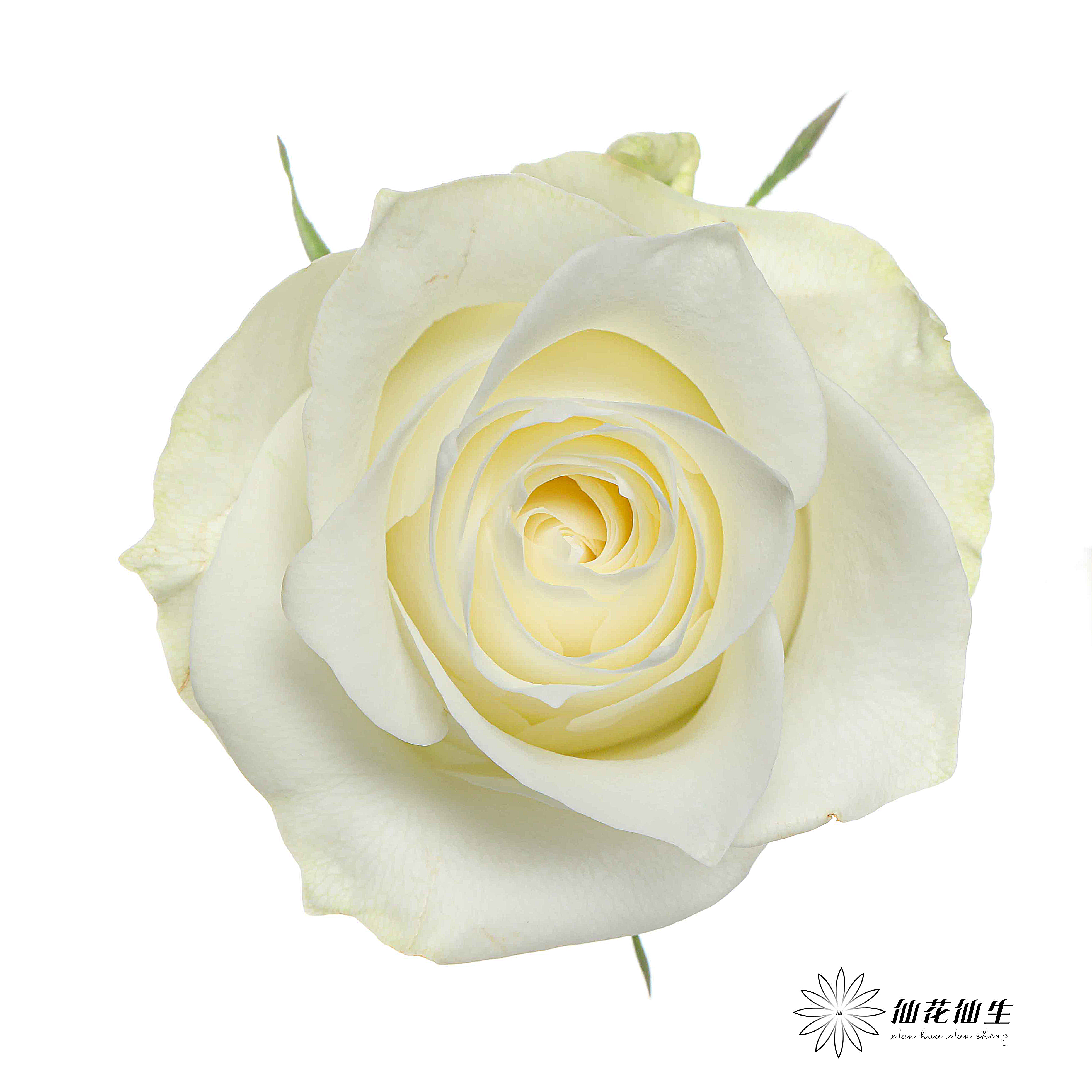 单头玫瑰 | 骄傲【轻微折痕不售后，介意慎拍】