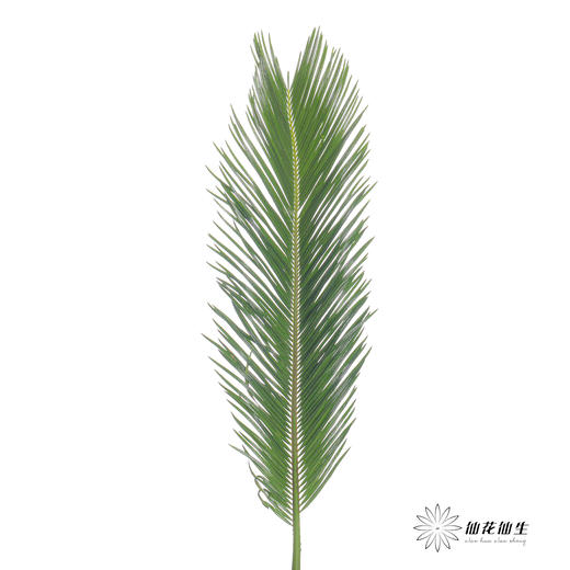 叶材 | 铁树叶 商品图2