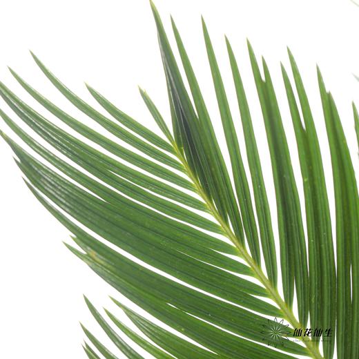 叶材 | 铁树叶 商品图4