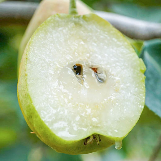 【红香酥梨】山西运城 红香酥梨 新鲜水果 商品图3