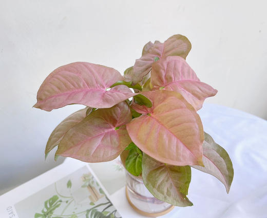 【合果芋】粉红佳人合果芋1盆+绿精灵合果芋1盆+2个浅咖啡色水培花瓶/份（上海仓发货） 商品图6