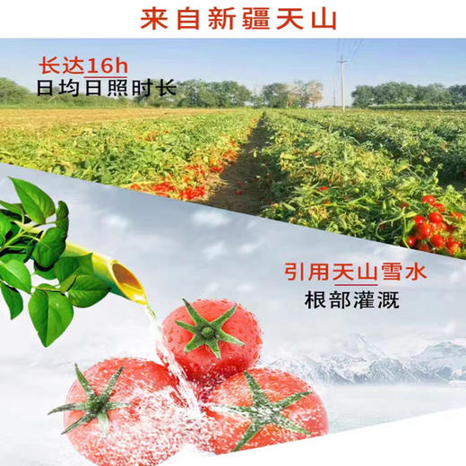 红满多番茄酱【运送过程有轻微压扁可能  介意勿拍】 商品图2