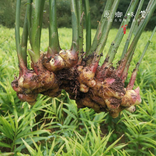 生态小黄姜/生姜【中年姜】1斤/3斤/5斤（基地直发-京东包邮）| 多种规格，来自云南五华区＆屏边县，生产者：李建平【合作生产，公平贸易】 商品图9