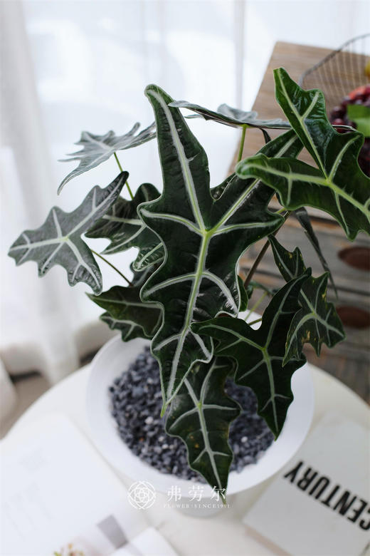 诺比鱼骨仙女 商品图1