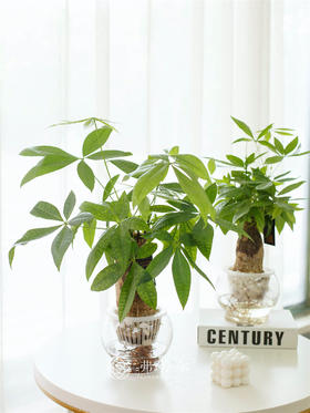 水培发财树（小）