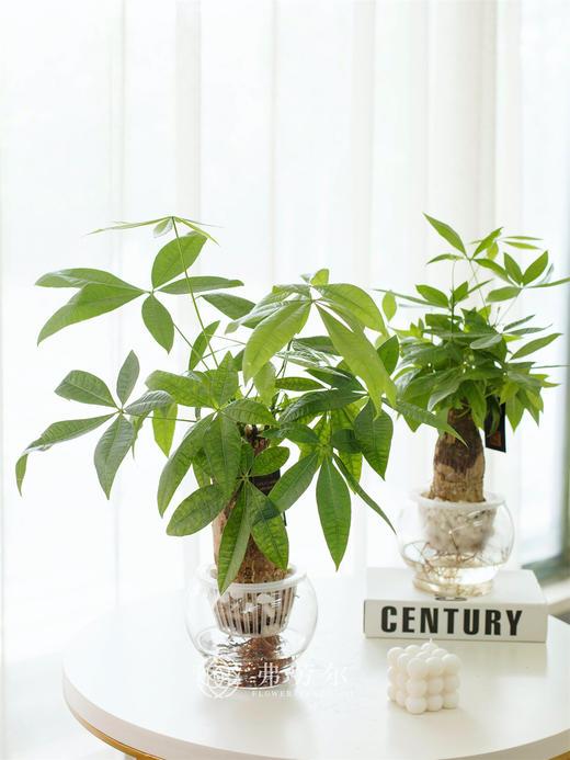 水培发财树（小） 商品图0