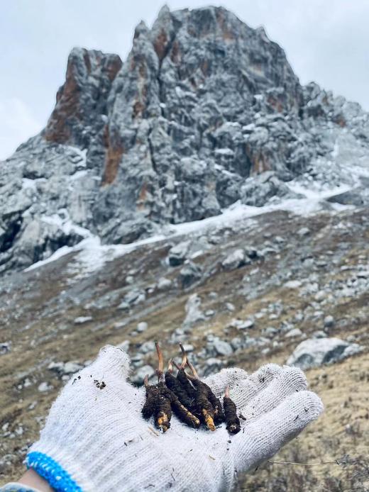 青海玉树新虫草三江源高海拔冬虫夏草野生虫草 商品图1