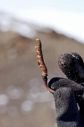 青海玉树新虫草三江源高海拔冬虫夏草野生虫草