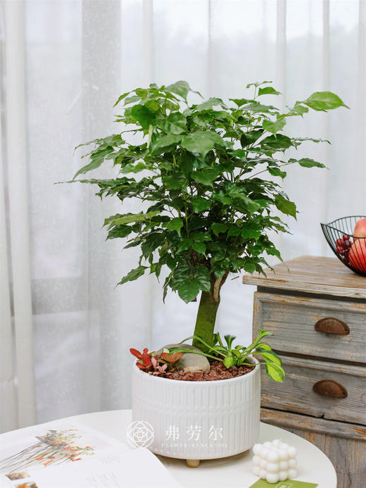 绿宝盆栽（小） 商品图0