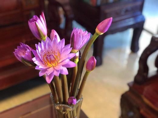 【AB级睡莲】10支/份 颜色自选 商品图5