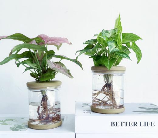 【合果芋】粉红佳人合果芋1盆+绿精灵合果芋1盆+2个浅咖啡色水培花瓶/份（上海仓发货） 商品图4