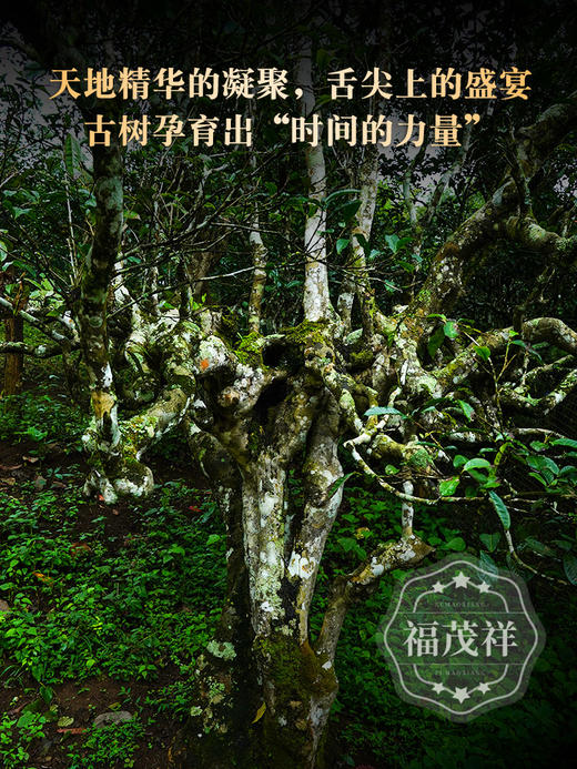 【南糯山茶王地】签约最核心区域茶王地 高端古树茶 2023年头春普洱茶勐海南糯山古800年茶王地古茶树357g饼茶 一饼一码 7饼木箱装 商品图1
