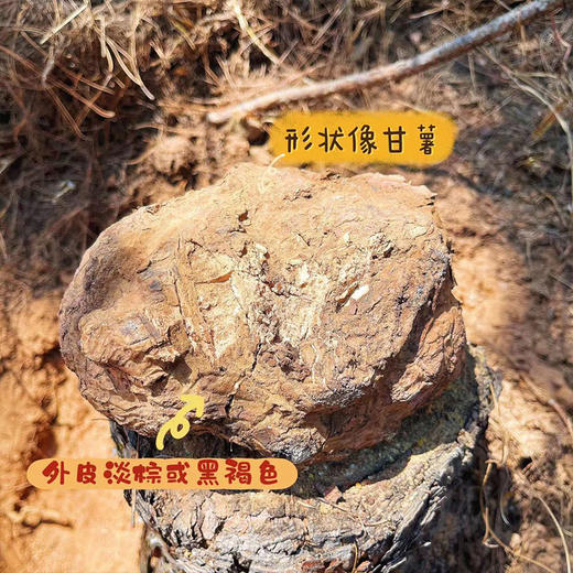 【云南茯苓（生切丁块）】深山峡谷里人工菌自然在松树生长1年左右，人工去皮切块，生切生晒，无添加淀粉，无漂白，无重磕，自然原色！ 商品图4