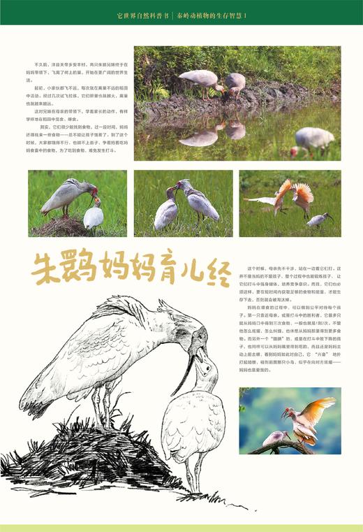 它世界自然科普书（秦岭动植物的生存智慧） 商品图2